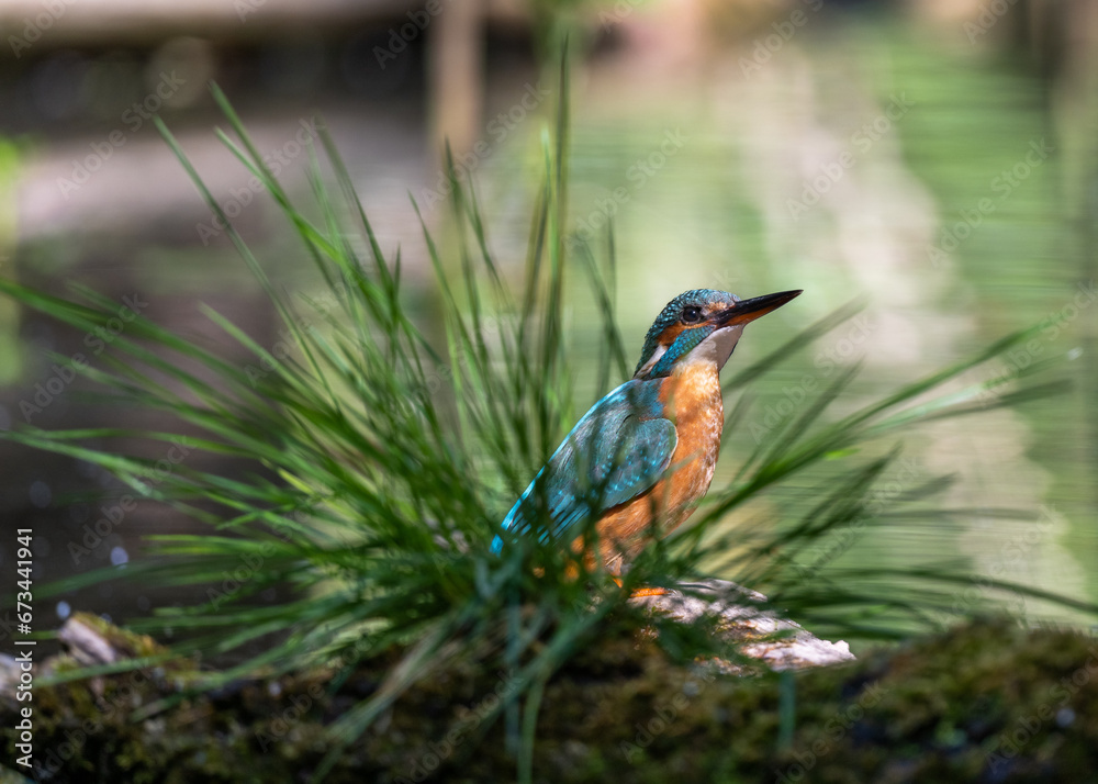 A kingfisher sits on a branch and dried feathers in the rays of the May sun. Illustration. Poland. A kingfisher sits on a branch and dried feathers in the rays of the May sun. Illustration. Poland.
