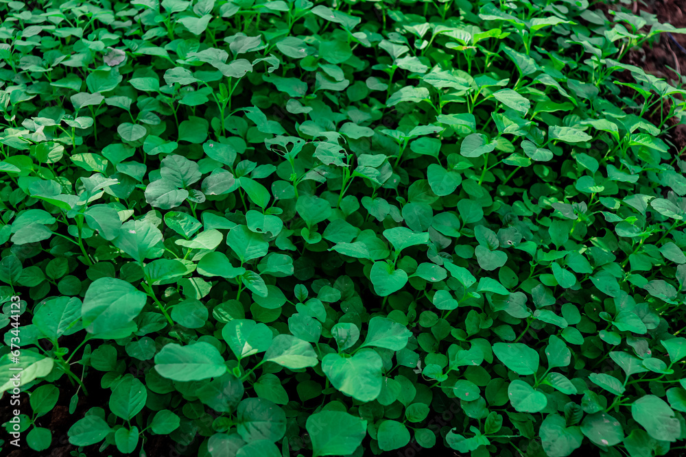 Spinach leaves are commonly used in various cuisines around the world and are known for their rich nutritional content, including vitamins, minerals, and fiber. Spinach leaves are commonly used in various cuisines around the world and are known for their rich nutritional content, including vitamins, minerals, and fiber.