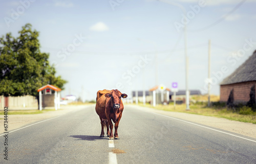 Brown cow walking on the empty country road