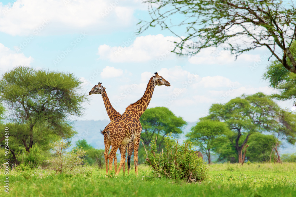 Fototapeta premium african beautiful landscape with tree and giraffe