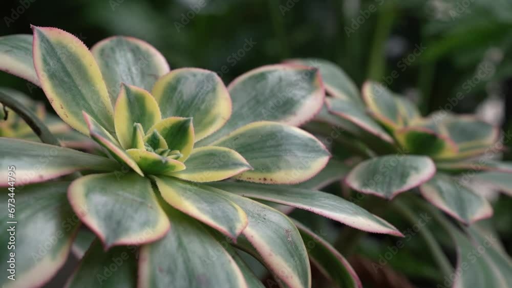 Botany. Exotic succulent plants. Closeup view of Aeonium sunburst, also known as Copper pinwheel, colorful green leaves with red and yellow borders. Botany. Exotic succulent plants. Closeup view of Aeonium sunburst, also known as Copper pinwheel, colorful green leaves with red and yellow borders.