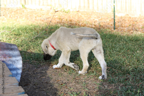 Great Pyrenees and Anatolian Shepherd puppy mix full body view 
