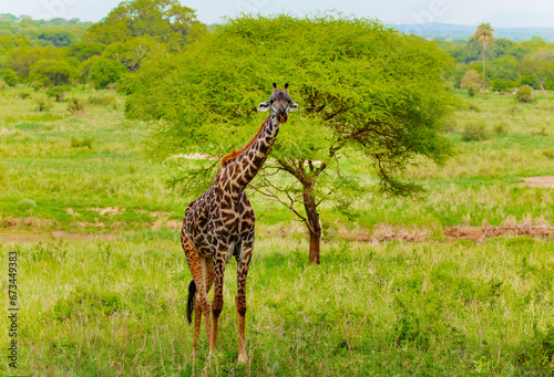 Masai giraffe stands by bushes in sunshine