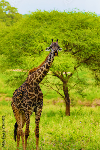 Masai giraffe stands by bushes in sunshine