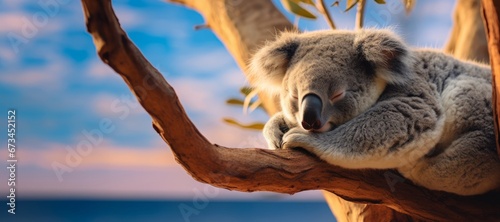 Cute Koala sleeping in the tree. Visual concept for Australia day