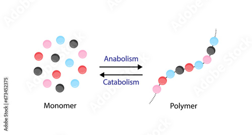 Anabolism, Catabolism. Anabolism is a process of building up complex macromolecules. Catabolism is process of breaking down complex macromolecules into small molecules. ATP energy. Vector design.