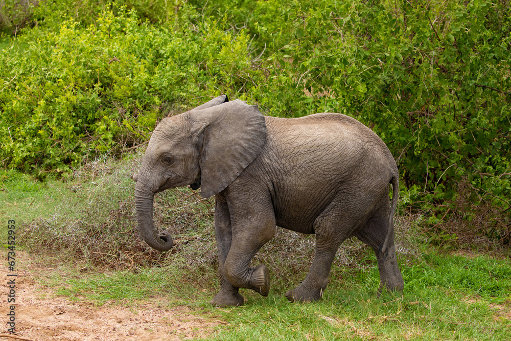 baby elephant walks free in forest of an African reserve
