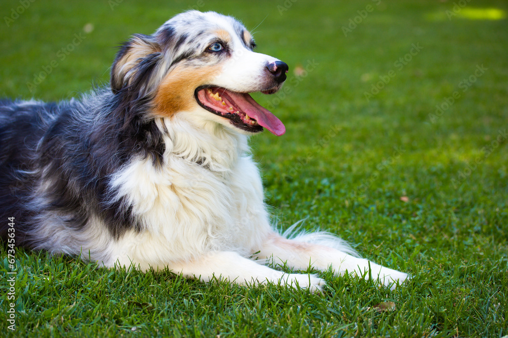 Australian shepherd dog is lying relaxing on a green grass lawn in city park at hot summer day. Long-haired white dog with dark grey brown spots and blue eyes lying on a green grass. Resting canine. Australian shepherd dog is lying relaxing on a green grass lawn in city park at hot summer day. Long-haired white dog with dark grey brown spots and blue eyes lying on a green grass. Resting canine.