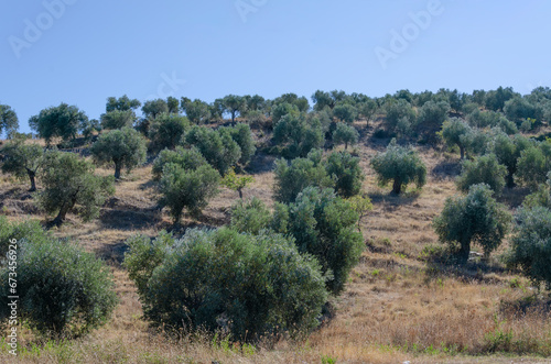 Olive grove on mountainside with footpath. blue sky. dry grass