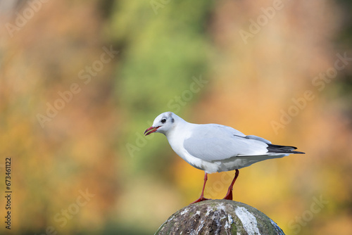 Black-headed gull (Chroicocephalus ridibundus), in winter coat, on a stone ball in Autumn, UK