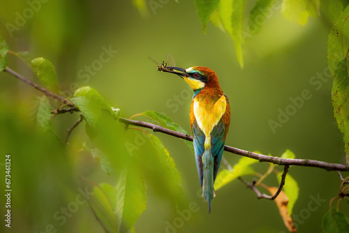 European bee-eater with captured insects.