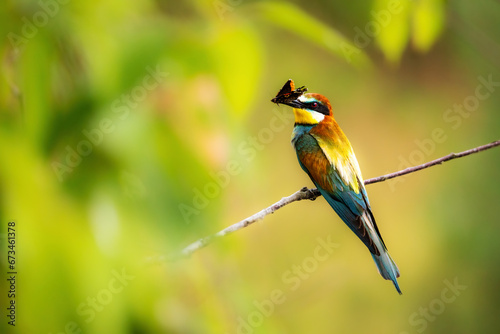 Merops apiaster with captured insects.