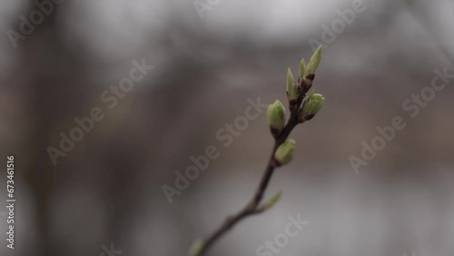 brown branch with green buds and young leaves blurred background