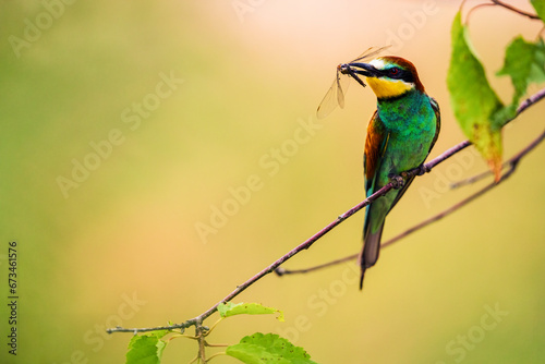 European bee-eater with captured insects photo