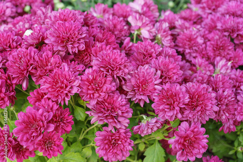 Fresh bright pink chrysanthemums Cherry lace bushes in autumn garden