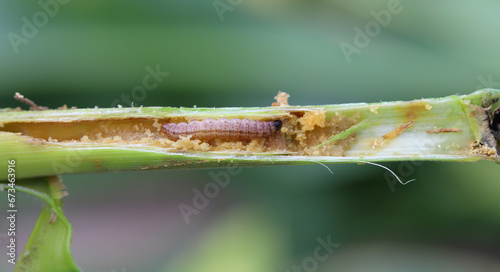 Cuadro en lienzo Maize, Corn (Zea mays)