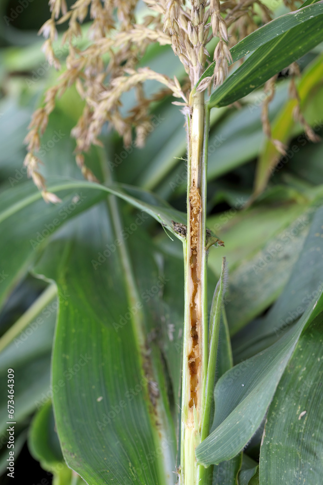 Obraz premium European Corn Borer (Ostrinia nubilalis), larva in maize (corn) stalk.