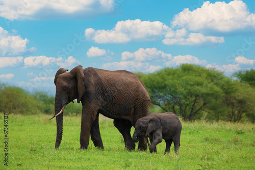 Herd of Elephants in Africa walking through grass