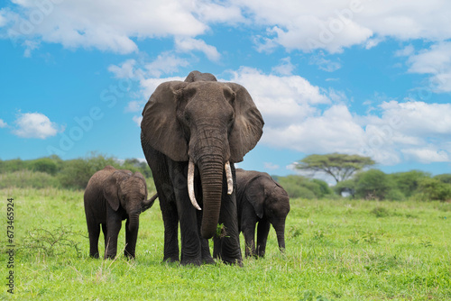 Fototapeta Naklejka Na Ścianę i Meble -  Herd of Elephants in Africa walking through grass