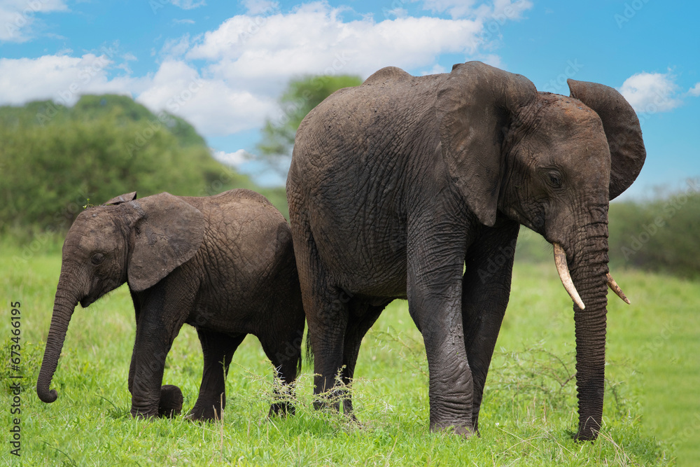 Obraz premium Herd of Elephants in Africa walking through grass