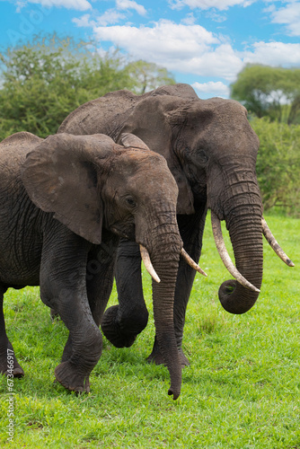 Herd of Elephants in Africa walking through grass