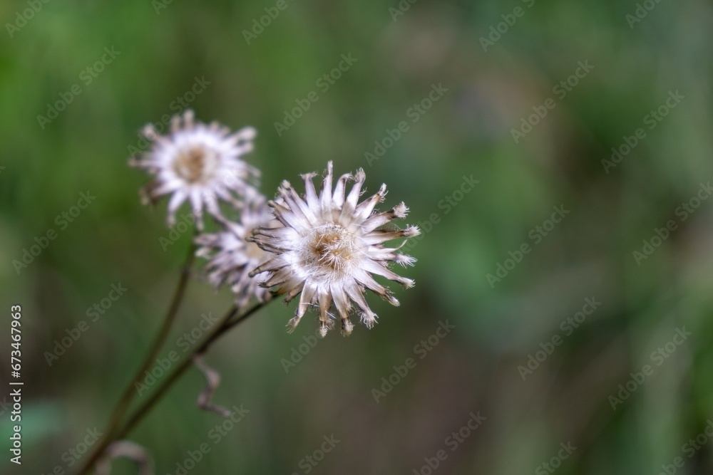 Thistle flower in the nature in the green grass in the nature or garden. Slovakia Thistle flower in the nature in the green grass in the nature or garden. Slovakia