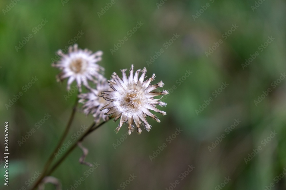 Thistle flower in the nature in the green grass in the nature or garden. Slovakia