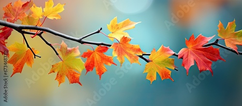 A branch adorned with vibrant and richly hued maple leaves during the autumn season