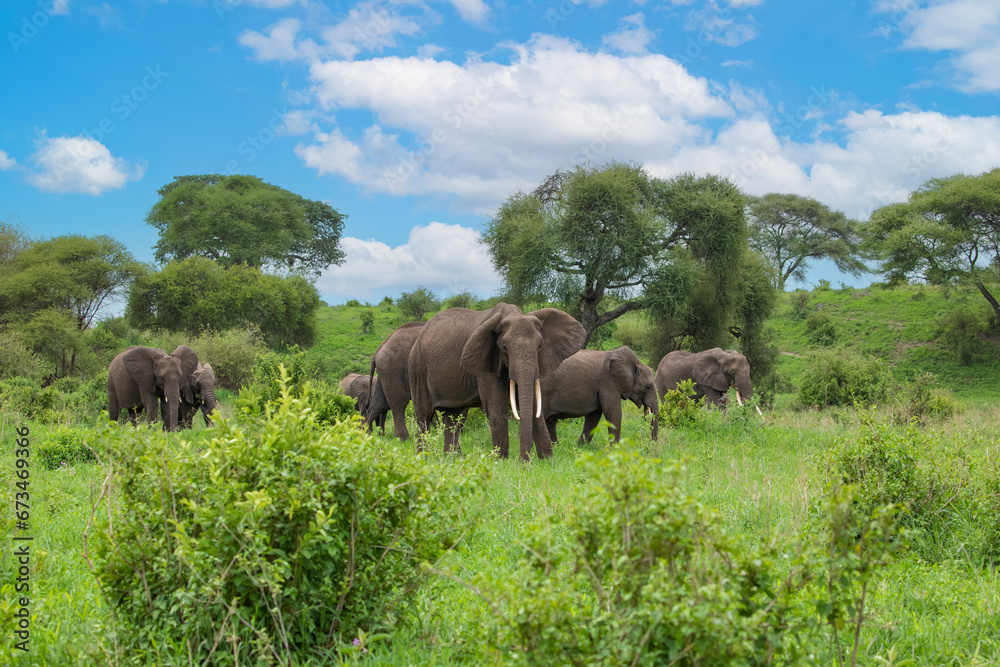 Herd of Elephants in Africa walking through grass Herd of Elephants in Africa walking through grass