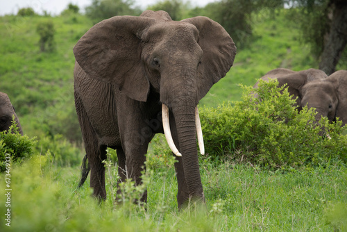 Herd of Elephants in Africa walking through grass © Elena
