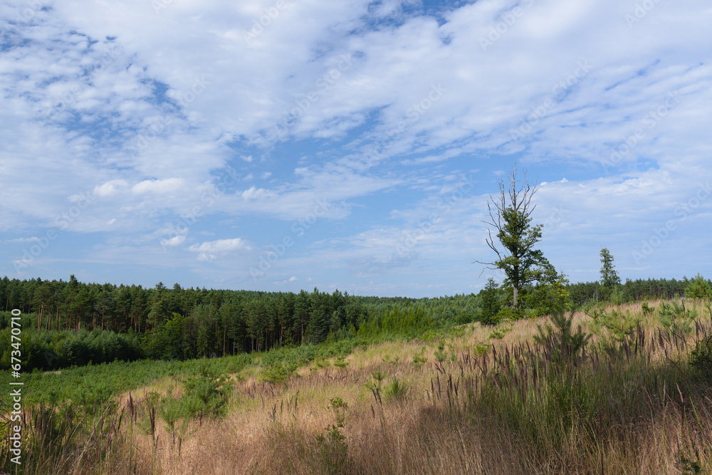 A single tree on a hill overlooking the forest A single tree on a hill overlooking the forest