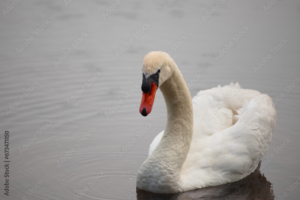 Fototapeta premium A threatening swan swimming on a calm surface of water