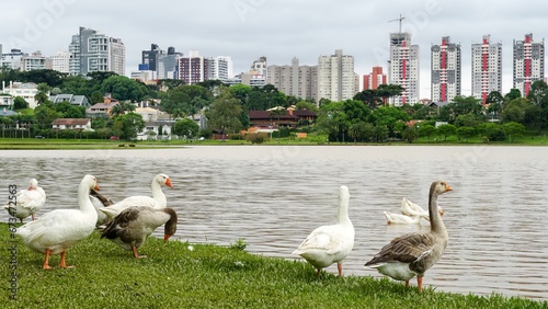 Parque Barigui, parque público da cidade de Curitiba, capital do estado do Paraná, sul do Brasil photo