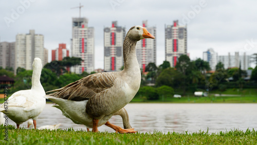 Parque Barigui, parque público da cidade de Curitiba, capital do estado do Paraná, sul do Brasil photo