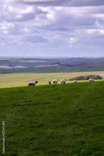 Sheep in a field on the South Downs in autumn  East Sussex  England  and a view of the English Channel. Walking on the South Downs way.