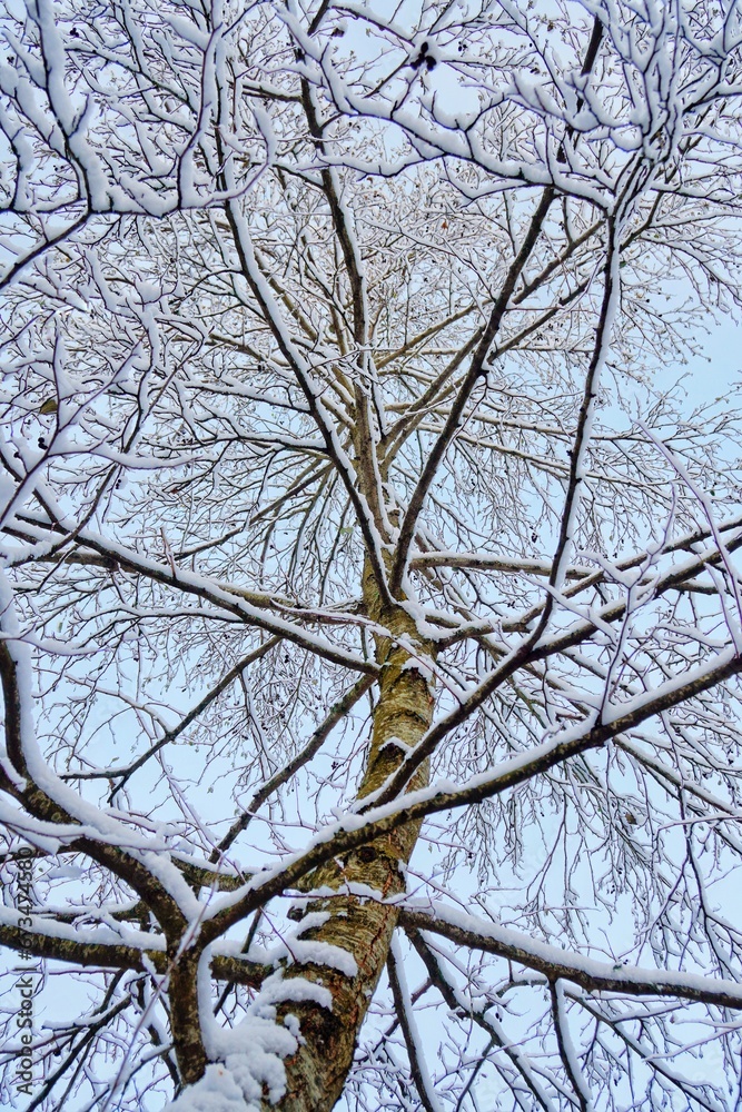 tree in winter
