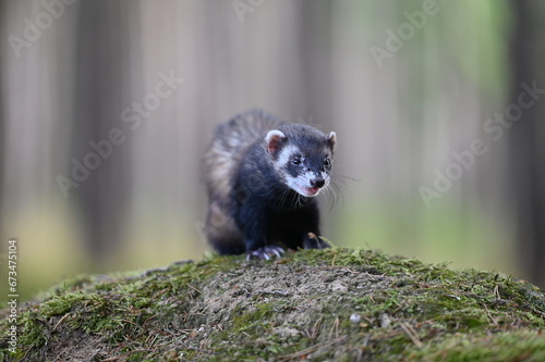 Ferret photographed in nature. Polecat in the forest. Black sable ferret pet. Pet with black nose © Yasmin
