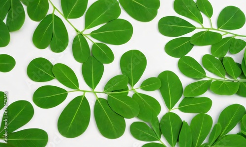 Close Up Of Moringa Leaves Isolated.