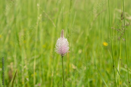 Plantago flower in the wild nature on the green meadow. Slovakia