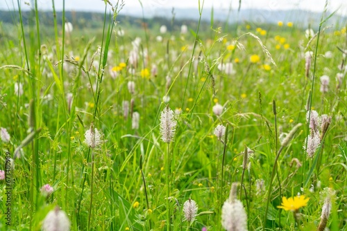 Plantago flower in the wild nature on the green meadow. Slovakia