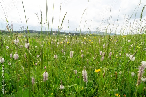 Plantago flower in the wild nature on the green meadow. Slovakia