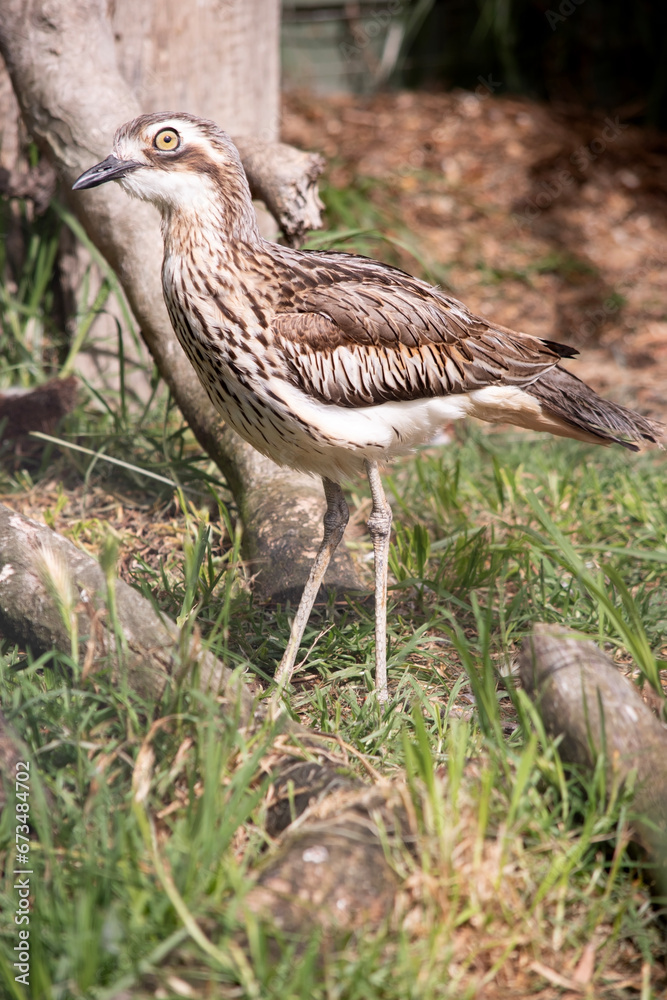 Fototapeta premium The bush stone curlew has grey-brown feathers with black streaks, a white forehead and eyebrows, a broad, dark-brown eye stripe and golden eyes