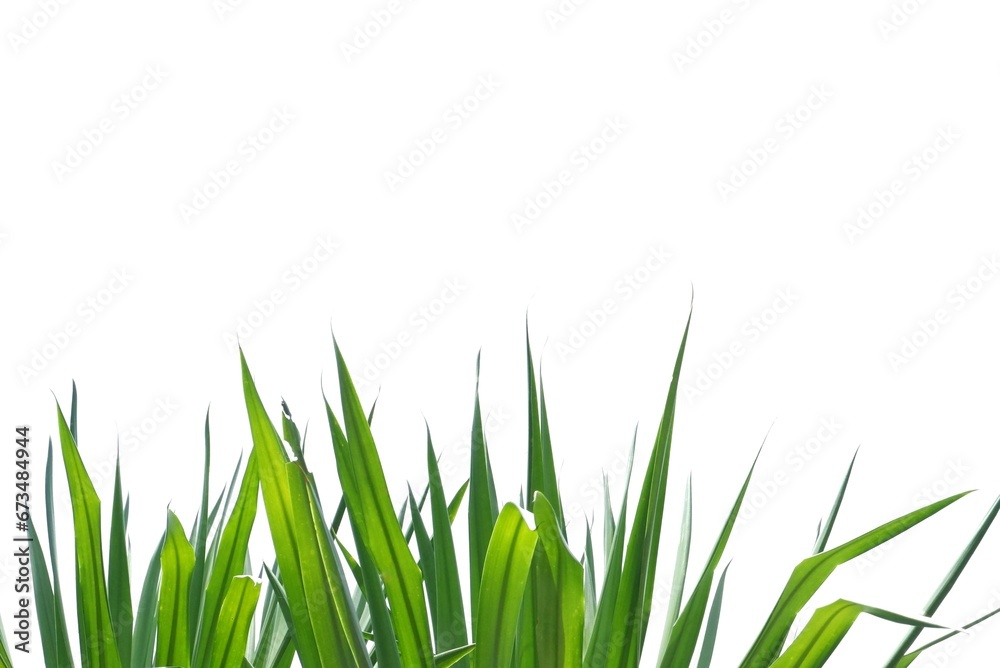 Fototapeta premium A tropical palm leaves on white isolated background for green foliage backdrop 