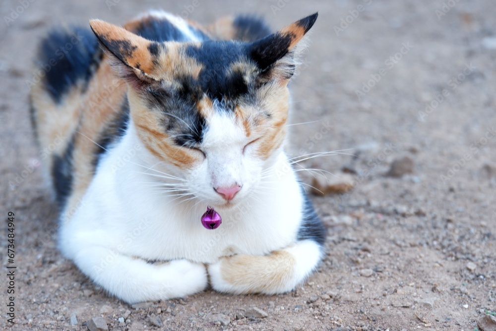 A Calico cat with closed eyes, sleeping on the ground in outdoor A Calico cat with closed eyes, sleeping on the ground in outdoor