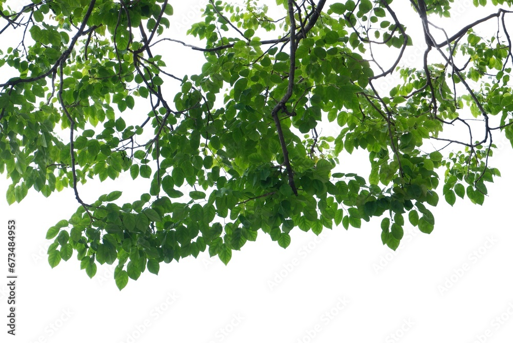A Tropical tree with leaves branches and sunlight, on white isolated background for green foliage backdrop A Tropical tree with leaves branches and sunlight, on white isolated background for green foliage backdrop