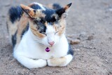 A Calico cat with closed eyes, sleeping on the ground in outdoor 