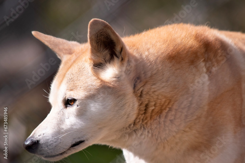 Dingos are a dog-like wolf. They have a long muzzle, erect ears and strong claws. They usually have a ginger coat and most have white markings on their feet, tail tip and chest © susan flashman