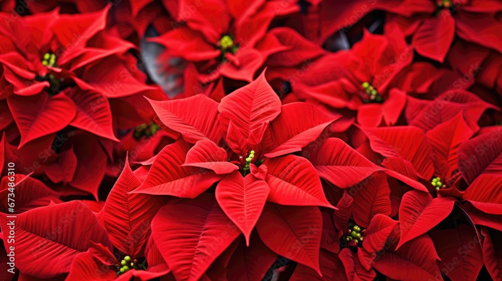 Obraz premium Poinsettia flowers Christmas background. Floral winter season decoration banner. Beautiful Xmas wallpaper. Merry Christmas and Happy New Year 2024 concept..