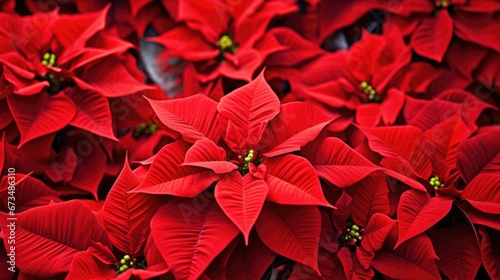 Poinsettia flowers Christmas background. Floral winter season decoration banner. Beautiful Xmas wallpaper. Merry Christmas and Happy New Year 2024 concept..