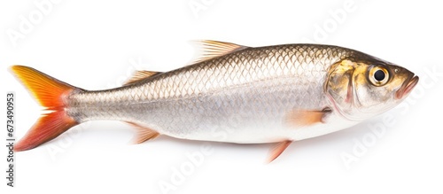 Gamefish separated and placed on a blank white surface